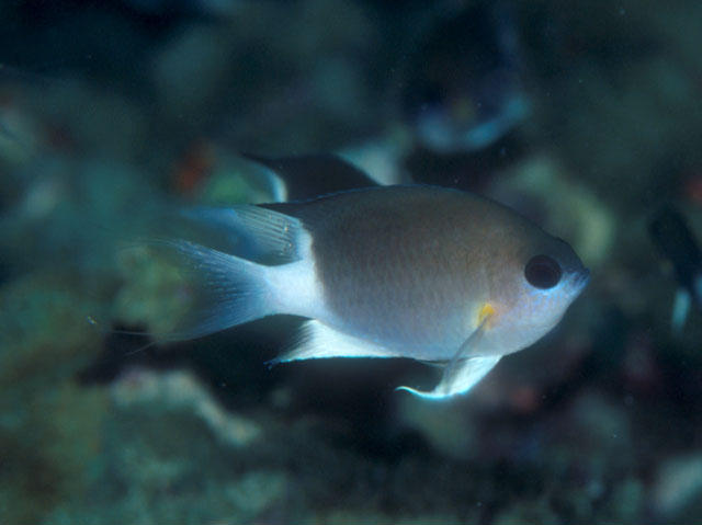 Chromis flavipectoralis